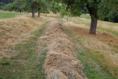 IMG-20220711-WA0005